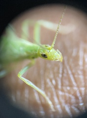 Oecanthus quadripunctatus