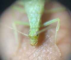 Oecanthus quadripunctatus