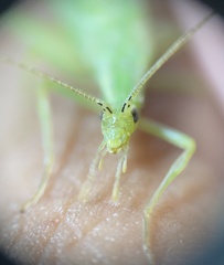 Oecanthus quadripunctatus