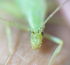 Oecanthus quadripunctatus