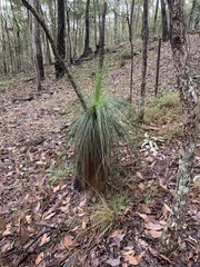 Xanthorrhoea johnsonii
