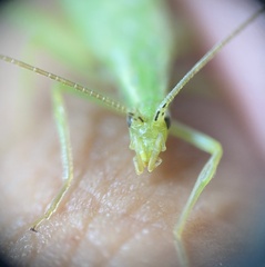 Oecanthus quadripunctatus