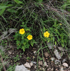 Oxalis frutescens