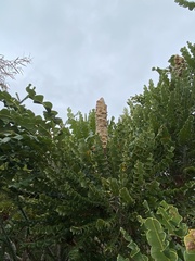 Banksia grandis