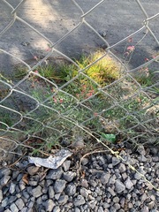 Oenothera suffrutescens