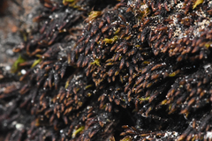 Andreaea