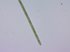 Planktothrix