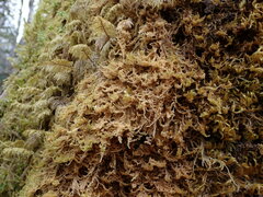 Stereodon subimponens