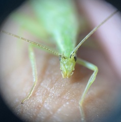 Oecanthus quadripunctatus