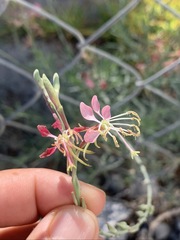 Oenothera suffrutescens