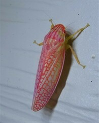 Gyponana
