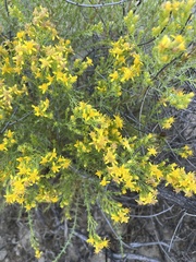 Ericameria ericoides