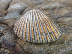 Anadara trapezia