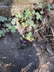 Oxalis oregana