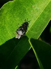 Cyphomyia