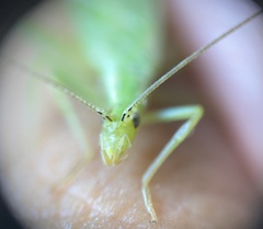 Oecanthus quadripunctatus