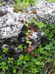 Scrophularia peregrina
