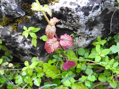 Scrophularia peregrina