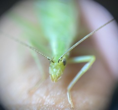 Oecanthus quadripunctatus
