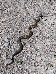 Crotalus molossus