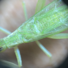 Oecanthus quadripunctatus