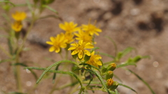 Pectis papposa papposa