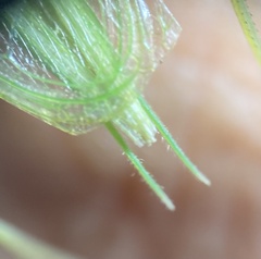 Oecanthus quadripunctatus