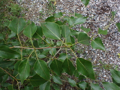 Thecabius populimonilis