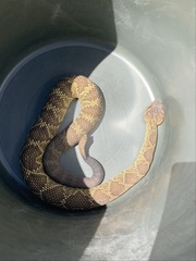 Crotalus molossus