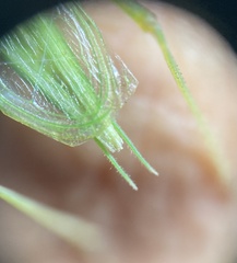 Oecanthus quadripunctatus