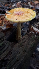 Amanita