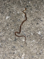 Thamnophis sirtalis pallidulus