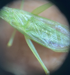 Oecanthus quadripunctatus