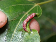 Thecabius populimonilis
