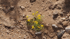 Pectis papposa papposa