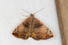 Chrysolarentia mecynata