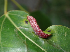 Thecabius populimonilis