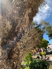 Tillandsia recurvata