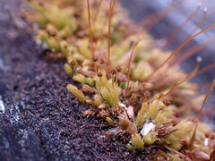 Aulacomnium androgynum