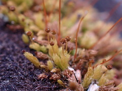 Aulacomnium androgynum