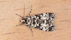 Scoparia exhibitalis