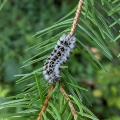 Lophocampa roseata