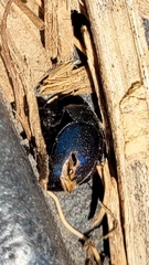 Leptinotarsa haldemani