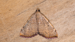 Chrysolarentia mecynata