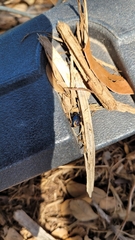 Leptinotarsa haldemani