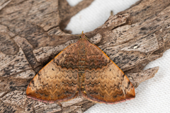 Chrysolarentia mecynata