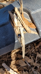 Leptinotarsa haldemani