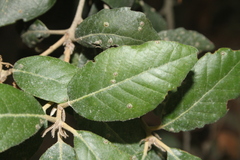 Quercus ilex