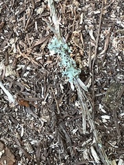 Hypogymnia tubulosa