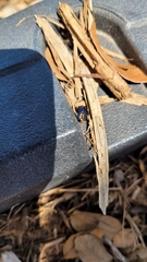 Leptinotarsa haldemani